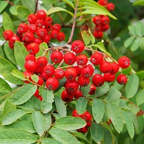 Рябина Сказочная/С 1шт