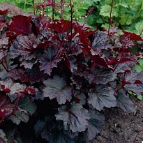 Гейхера (Heuchera) Палас Пурпл d9 18шт