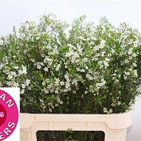 Хамелациум (Waxfl) White Star 5шт