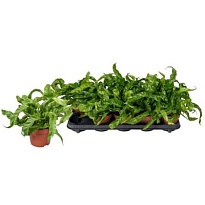 Асплениум Харикен d12 h30 10шт