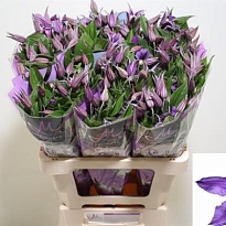 Клематис Blue Pirouette 10шт