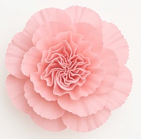 Гвоздика Одноголовая Cherry Blossom (К) дл.65 20шт
