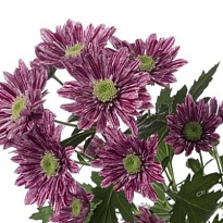Хризантема кустовая Serenity Purple 5шт