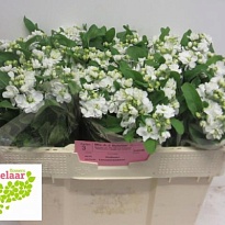 Маттиола Centurion White 10шт