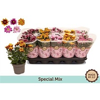 Хризантема Спешл микс d12 h25 10шт