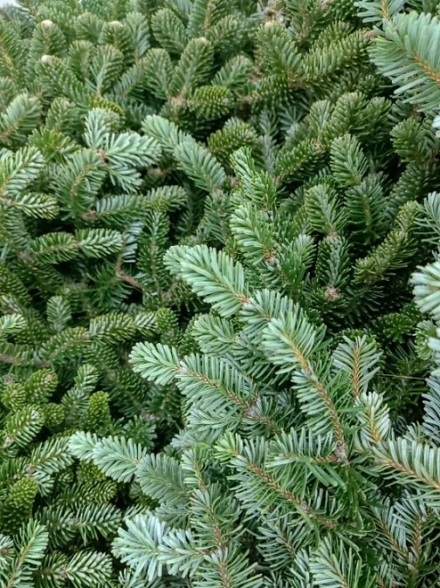 Пихта Nobilis Голубой Лапник (К), пучок (~4кг) 