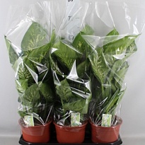 Диффенбахия Тропик Сноу d19 h80 1шт