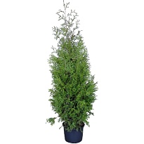 Туя (Thuja) западная Брабант d9 h55 18шт