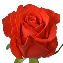 Роза Fl Del Hacienda New Face дл.50 25шт