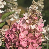 Гортензия мет. Бэби Лэйс d15 1шт