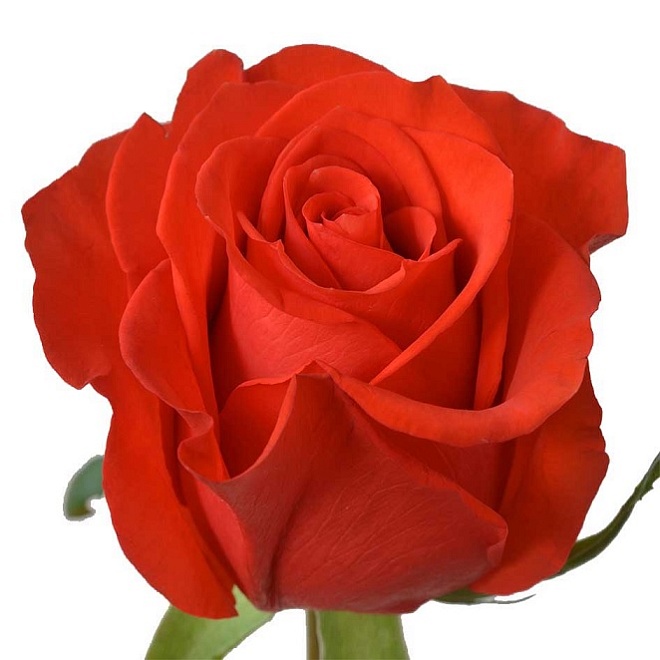 Роза Fl Del Hacienda New Face дл.50 25шт