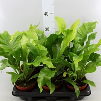 Асплениум Нидус d12 h35 10шт