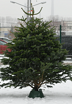 Пихта Nordmann Excellent сруб h200-250 см (7+)