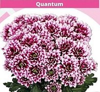 Хризантема кустовая Quantum 5шт