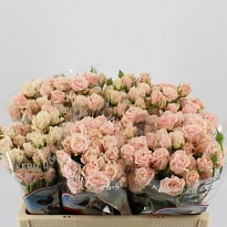 Роза кустовая Sweet 4 Tune дл.50 10шт