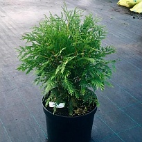 Туя (Thuja) западная Литл Чемпион d9 h10-20 18шт