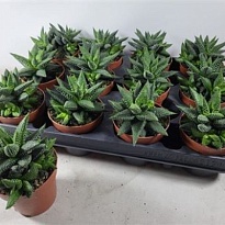 Хавортия микс d9 h10 12шт