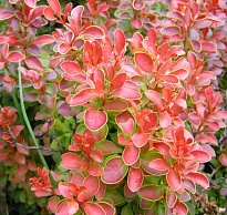 Барбарис (Berberis) тунб. Венис d9 h25-35 18шт