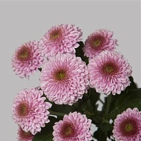 Хризантема Сантини Doria Pink 25шт