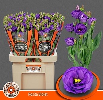 Эустома Rosita Violet 10шт