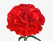 Гвоздика Red 20шт