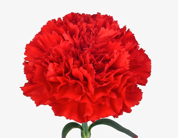 Гвоздика Red 20шт