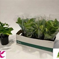 Эпипремнум Ауреум d15 h35 8шт