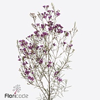 Хамелациум (Waxfl) Free Spirit 5шт