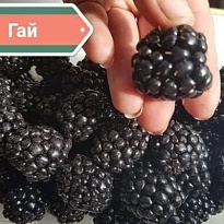 Ежевика Гай безшип. 2л 1шт