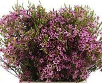 Хамелациум (waxfl) Grand Adi 5 шт