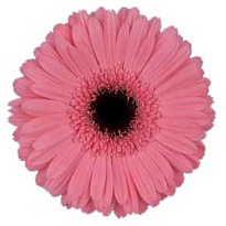 Гербера Pre-intenzz 25шт