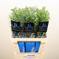 Дельфиниум Aurora Blue 10шт