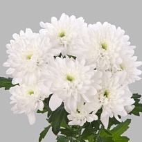 Хризантема кустовая Baltica 60 gr 5шт