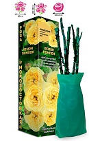 Роза Лемон Помпон ч-г (ОКС) 1шт