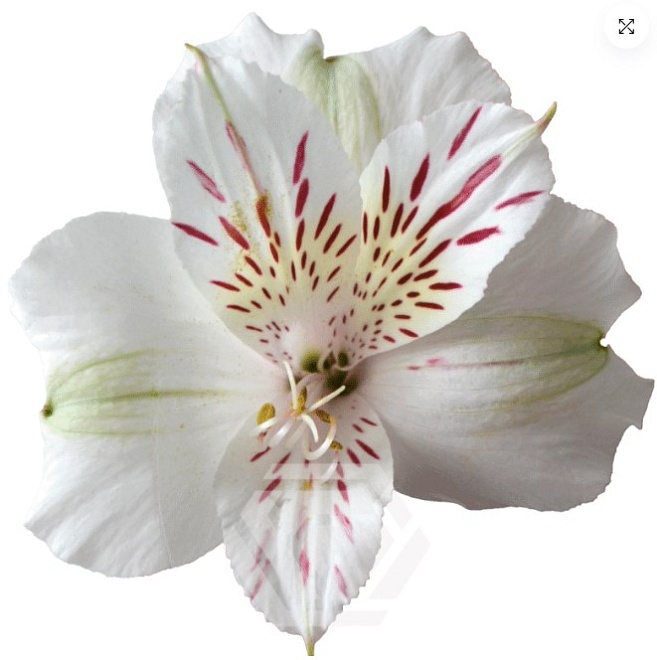 Альстромерия Bella Rosa Himalaya дл.60 10шт