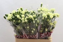 Гвоздика кустовая Parsley 10шт