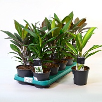 Кордилина микс d12 h35 10шт