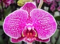 Орхидея Фален. Арья 1ст d12 h50 10шт