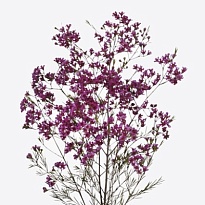 Хамелациум (waxfl) Ariel 5шт