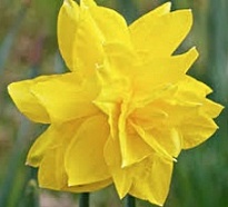 Нарцисс Golden Ducat 10шт