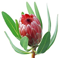 Протея Silvia 1шт