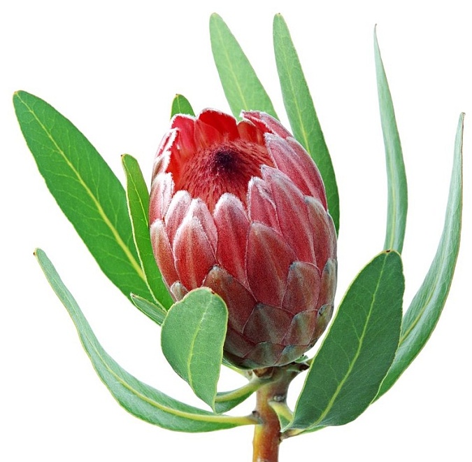 Протея Silvia 1шт