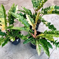 Филодендрон Ринг оф Фаер d12 h30 8шт