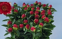 Пион Red Red Rose 5шт