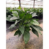 Спатифиллум Мартина d17 h90 6шт