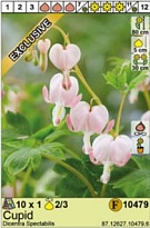 Дицентра Кьюпид великолеп. 2/3 1шт*