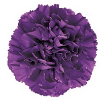 Гвоздика Fl Luna Nueva Moon Mix select 20шт/уп