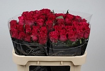 Роза Ever Pink дл.70 10шт