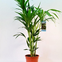 Ховея d21 h150 1шт