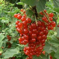 Смородина Красная Красный Крест d9 1шт